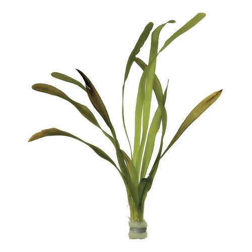 VALLISNERIA GIGANTEA (REUZE VALLISNERIA) ECO BOS VALLISNERIA GIGANTEA (REUZE VALLISNERIA) ECO BOS