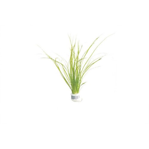 VALLISNERIA NANA ECO BOS VALLISNERIA NANA ECO BOS
