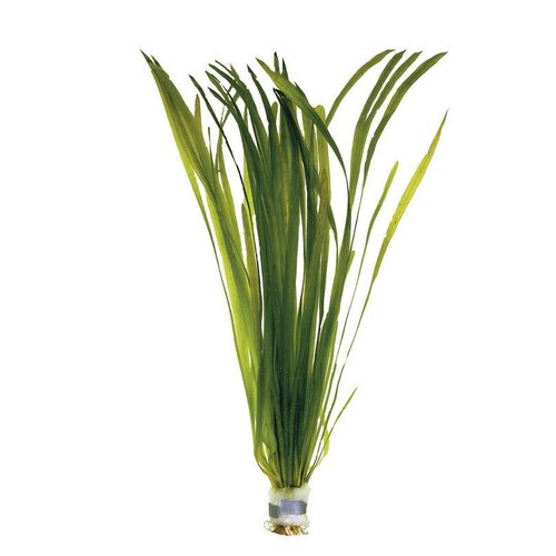 VALLISNERIA SPIRALIS (GEWONE VALLISNERIA) ECO BOS VALLISNERIA SPIRALIS (GEWONE VALLISNERIA) ECO BOS