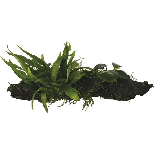 Wood Anubias - Microsorium - Moss( Anubias, Javavaren, Javamos) Small Wood Anubias - Microsorium - Moss( Anubias, Javavaren, Javamos) Small