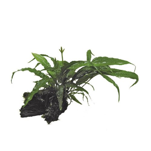 Wood Microsorium (Javavaren) Moss (Javamos) Small Wood Microsorium (Javavaren) Moss (Javamos) Small
