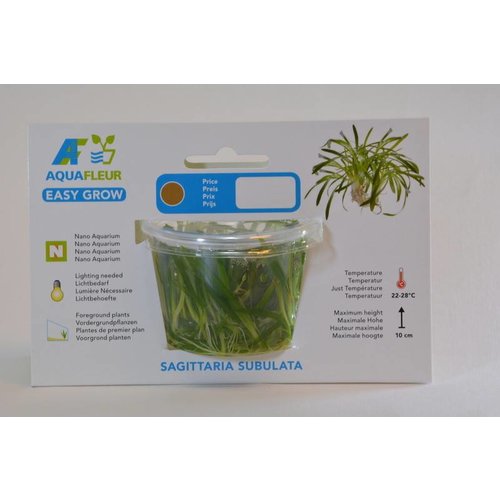SAGITTARIA SUBULATA (PIJLKRUID) EASY GROW NR 11 SAGITTARIA SUBULATA (PIJLKRUID) EASY GROW NR 11