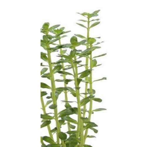 Rotala Indica Eco Bos Rotala Indica Eco Bos