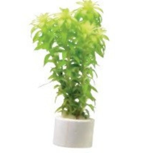 Tonina Fluviatilis Eco Bos Tonina Fluviatilis Eco Bos