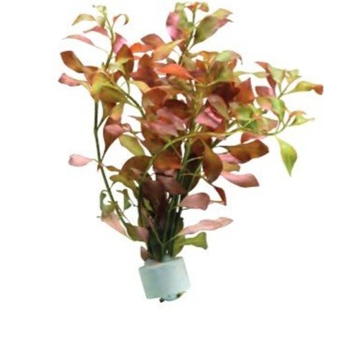 Ludwigia Mullertii Eco Bos Ludwigia Mullertii Eco Bos