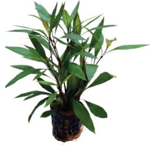 Hygrophila Corymbosa Thailand 5 cm pot Hygrophila Corymbosa Thailand 5 cm pot