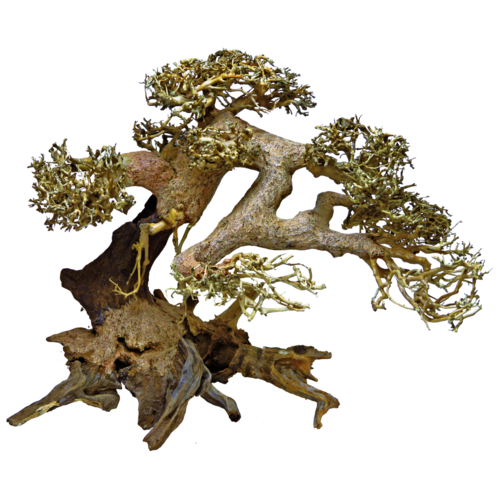 SuperFish SuperFish Bonsai driftwood large 30x20x25 cm SuperFish SuperFish Bonsai driftwood large 30x20x25 cm