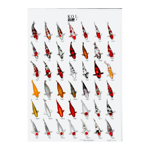 Koi Pro Koi Pro Koiposter nr.3 gelamineerd Koi Pro Koi Pro Koiposter nr.3 gelamineerd