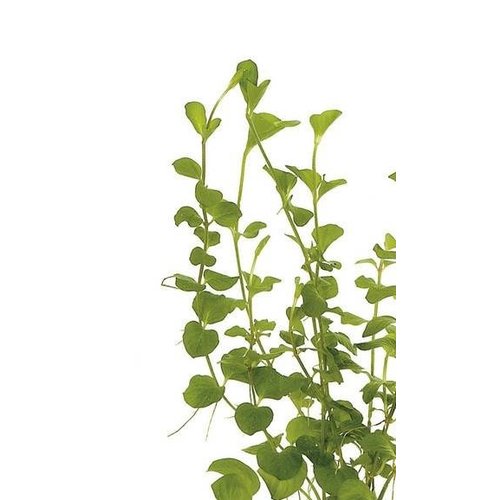 Lysimachia Nummularia Aurea (Penningkruid) Eco Bos Lysimachia Nummularia Aurea (Penningkruid) Eco Bos