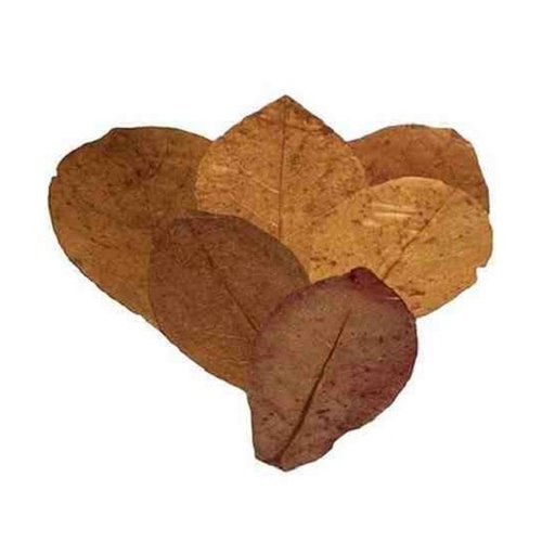 Ceramic Nature Ceramic Nature Catappa M 15x Ceramic Nature Ceramic Nature Catappa M 15x