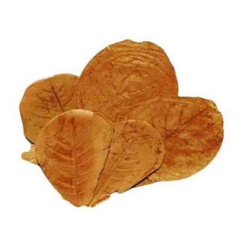Ceramic Nature Ceramic Nature Catappa XL 10x Ceramic Nature Ceramic Nature Catappa XL 10x