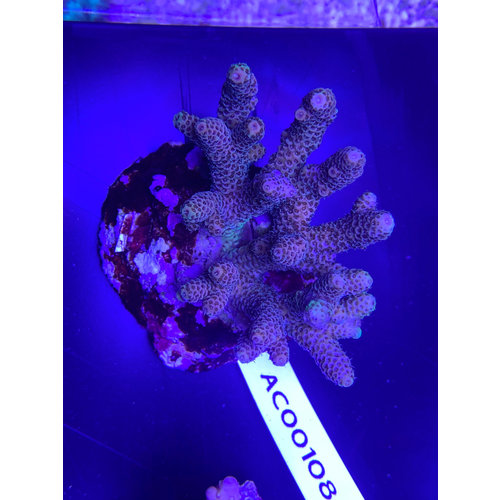 SPS marine culture (ATS) (WYSIWYG) SPS marine culture (ATS) (WYSIWYG)