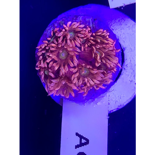 LPS Goniopora super red (WYSIWYD) Frag LPS Goniopora super red (WYSIWYD) Frag
