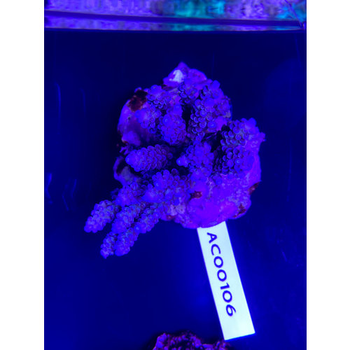 SPS marine culture (ATS) (WYSIWYG) SPS marine culture (ATS) (WYSIWYG)