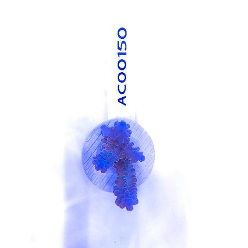 Acropora Blue Pearl (WYSIWYG) Frag Acropora Blue Pearl (WYSIWYG) Frag