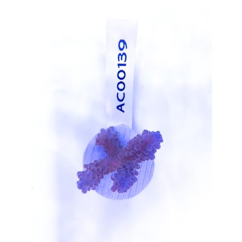 Acropora Blue Pearl (WYSIWYG) Frag Acropora Blue Pearl (WYSIWYG) Frag