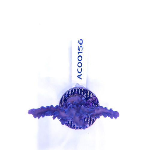 Acropora Blue Pearl (WYSIWYG) Frag Acropora Blue Pearl (WYSIWYG) Frag