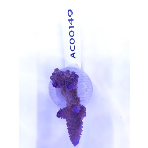 Acropora Blue Pearl (WYSIWYG) Frag Acropora Blue Pearl (WYSIWYG) Frag