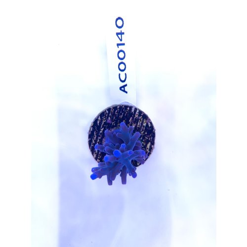 Acropora Fire & ice (WYSIWYG) Frag Acropora Fire & ice (WYSIWYG) Frag