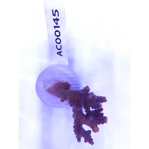 Acropora Blue Pearl (WYSIWYG) Frag Acropora Blue Pearl (WYSIWYG) Frag