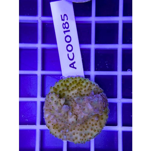 Acropora sp yellow purple (WYSIWYG) Frag Acropora sp yellow purple (WYSIWYG) Frag