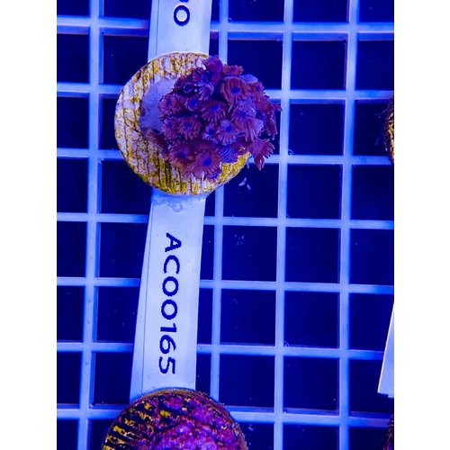 Goniopora red blue hart (WYSIWYG) Goniopora red blue hart (WYSIWYG)