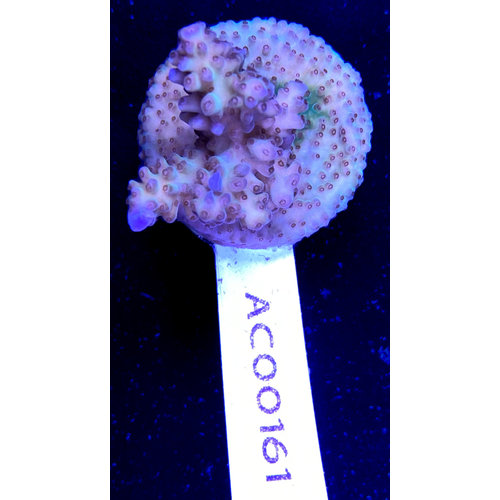 Acropora sp yellow purple (WYSIWYG) Frag Acropora sp yellow purple (WYSIWYG) Frag