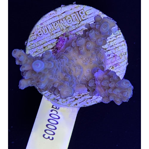 Acropora Coral Sea (WYSIWYG) Acropora Coral Sea (WYSIWYG)