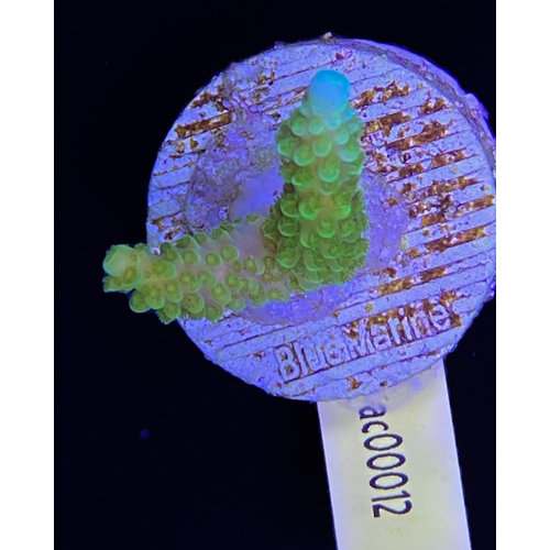 Acropora Formosa Green (WYSIWYG) Acropora Formosa Green (WYSIWYG)