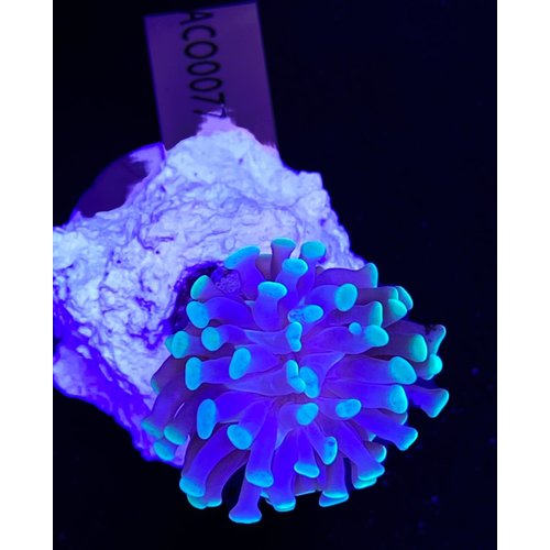 Euphyllia Paraancora (WYSIWYG) Euphyllia Paraancora (WYSIWYG)
