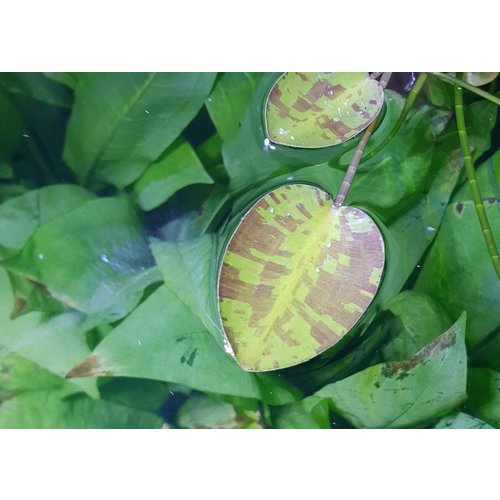 AC Hydrocleys Nymphoides AC Hydrocleys Nymphoides