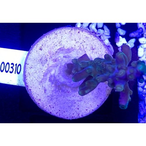 Acropora Multicolor Blue Purple (WYSIWYG) Acropora Multicolor Blue Purple (WYSIWYG)