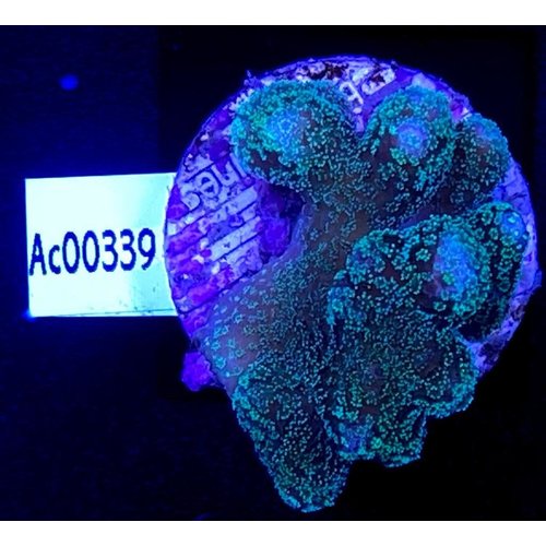 Stylophora Green (WYSIWYG) Stylophora Green (WYSIWYG)