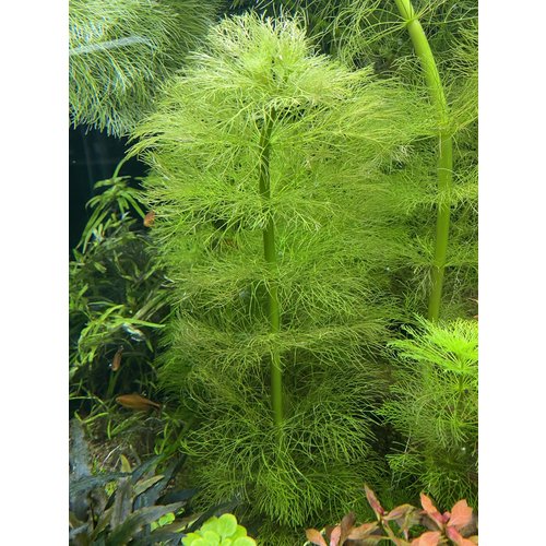AC Limnophila Aquatica Reuze Ambulia per stengel AC Limnophila Aquatica Reuze Ambulia per stengel