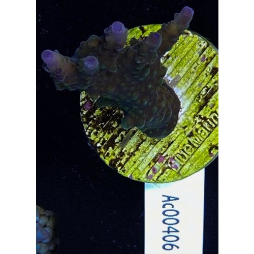 Acropora Valida (WYSIWYG) Acropora Valida (WYSIWYG)