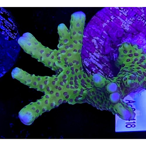 Anacropora Green (WYSIWYG) Anacropora Green (WYSIWYG)