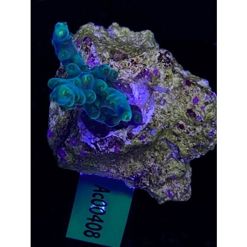Acropora Valida (WYSIWYG) Acropora Valida (WYSIWYG)