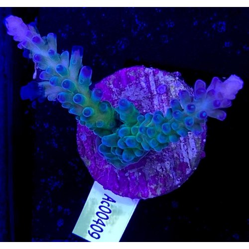 Acropora Gomezi Blue/Green (WYSIWYG) Acropora Gomezi Blue/Green (WYSIWYG)