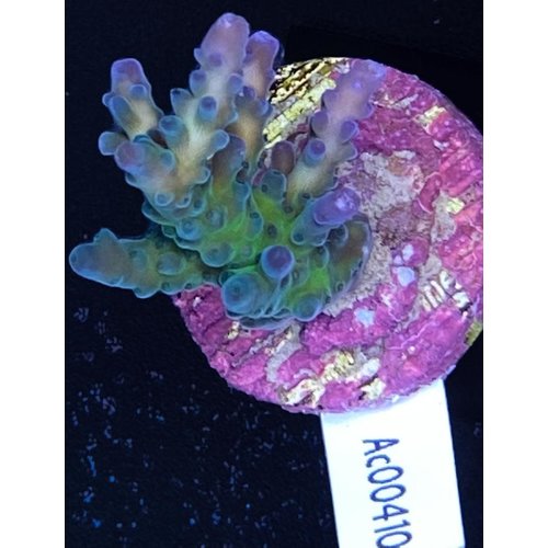 Acropora Gomezi Blue/Green (WYSIWYG) Acropora Gomezi Blue/Green (WYSIWYG)
