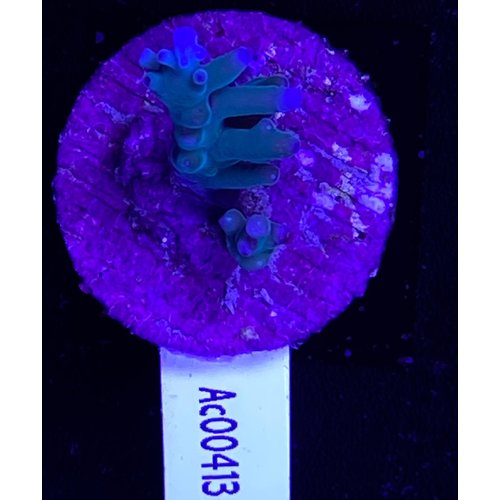 Acropora Echinata Blue (WYSIWYG) Acropora Echinata Blue (WYSIWYG)