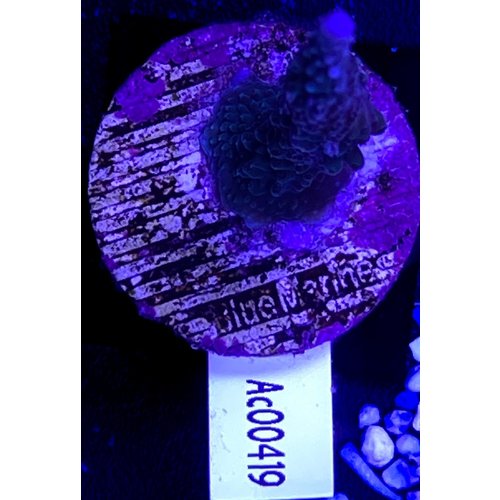 Acropora Blue (WYSWYG) Acropora Blue (WYSWYG)