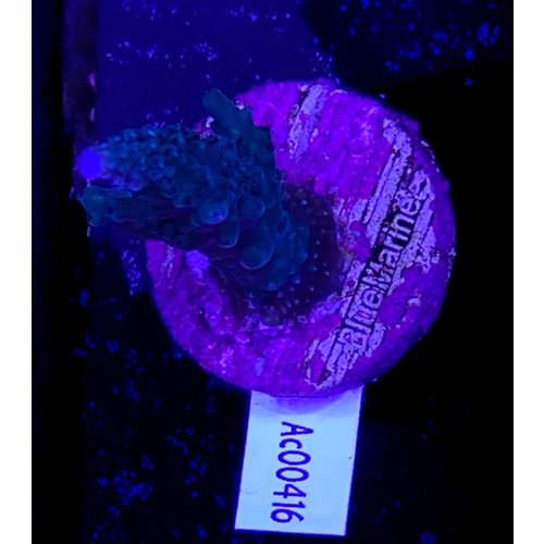 Acropora Blue (WYSWYG) Acropora Blue (WYSWYG)