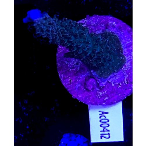Acropora Pink Hairy (WYSIWYG) Acropora Pink Hairy (WYSIWYG)