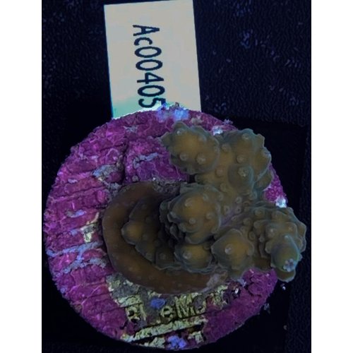 Acropora Formosa (WYSIWYG) Acropora Formosa (WYSIWYG)