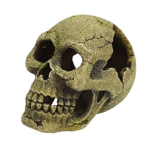 Blue Belle Pacific Blue Belle Pacific Skully 14 cm Blue Belle Pacific Blue Belle Pacific Skully 14 cm