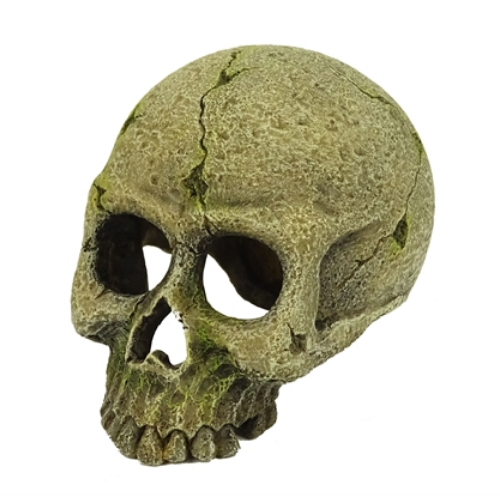 Blue Belle Pacific Blue Belle Pacific Skeleton 9 x 6.5 x 7 cm Blue Belle Pacific Blue Belle Pacific Skeleton 9 x 6.5 x 7 cm
