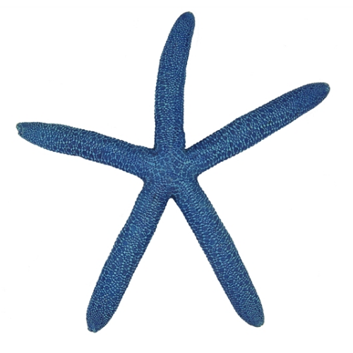 Blue Belle Pacific Blue Belle Pacific Star Fish color blue 20 cm Blue Belle Pacific Blue Belle Pacific Star Fish color blue 20 cm