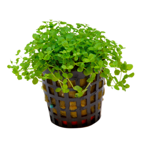 Micranthemum Monte Carlo 5 cm pot Micranthemum Monte Carlo 5 cm pot