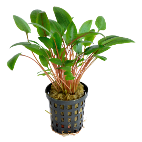 Cryptocoryne Wendtii Groen 5 cm pot Cryptocoryne Wendtii Groen 5 cm pot