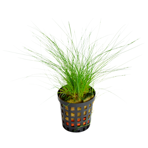 Eleocharis Acicularis (Naaldgras) 5 cm pot Eleocharis Acicularis (Naaldgras) 5 cm pot